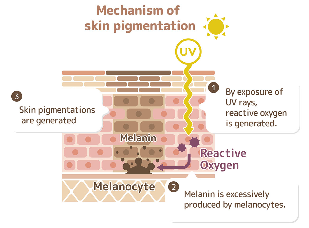 Diagram of the mechanism of skin pigmentation